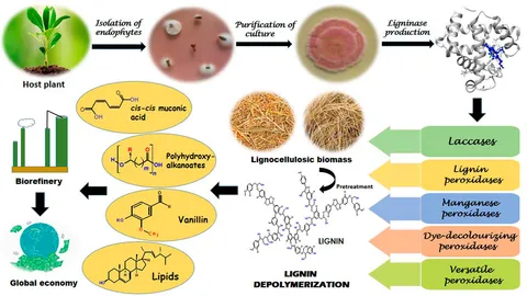 Adventus Lignin 360