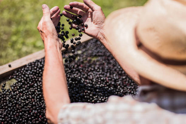 Elderberry Juice